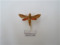 藏品(後紅斜線天蛾)的圖片